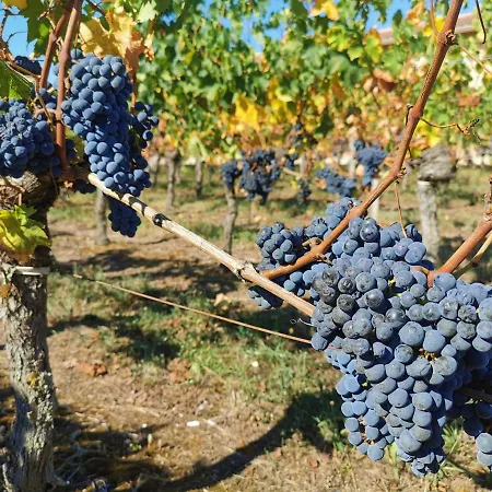 Dependance Cosy Dans Maison Bordelaise A 200m Du Tram Et Du Chu דירה *