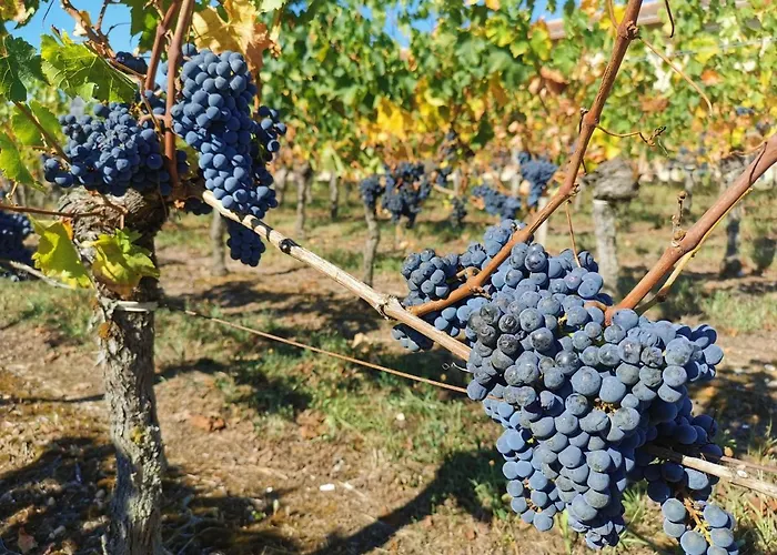 Dependance Cosy Dans Maison Bordelaise A 200m Du Tram Et Du Chu דירה *